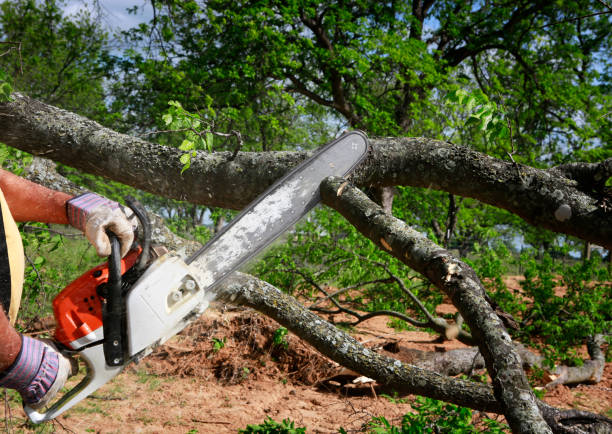 How Our Tree Care Process Works  in Plainview, NY